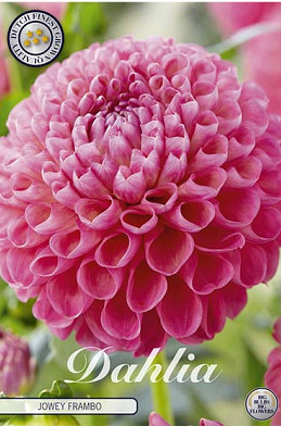 Dahlia Ball Jowey Frambo x1 I