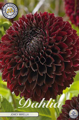 Dahlia Ball Jowey Mirella x1 I