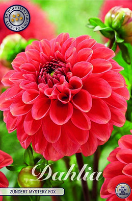 Dahlia Ball Zundert Mystery Fox x1 I .