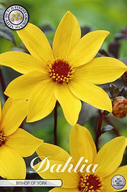 Dahlia Border Bishop of York x 1 I .