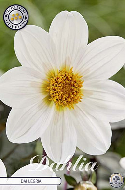 Dahlia Border Dahlegria White x1 I