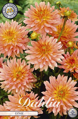 Dahlia Border Extase x 1 I .