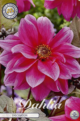 Dahlia Border Fascination x 1 I .