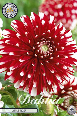 Dahlia Border Little Tiger x 1 I .