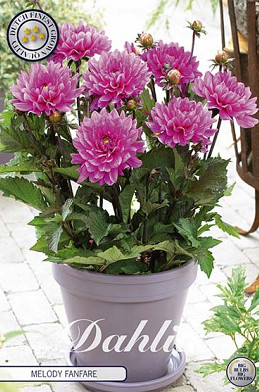 Dahlia Border Melody Fanfare x1 I