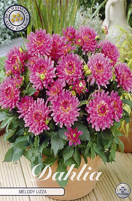 Dahlia Border Melody Lizza x1 I