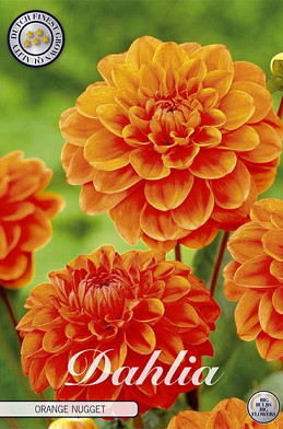 Dahlia Border Orange Nugget x 1 I .