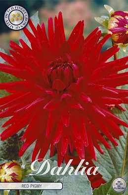 Dahlia Border Red Pigmy x 1 I .