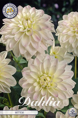 Dahlia Border Wittem x 1 I .