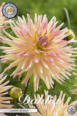 Dahlia Cactus Cabana Banana x 1 I .