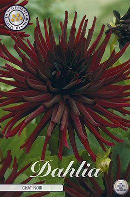 Dahlia Cactus Chat Noir x 1 I .