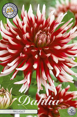 Dahlia Cactus Friquolet x 1 I .