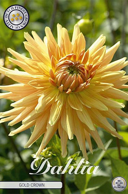 Dahlia Cactus Gold Crown  x 1 I .