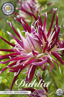 Dahlia Cactus Hollyhill Spiderwoman x1 I