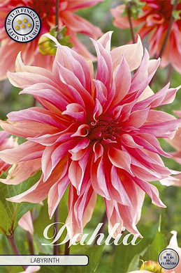 Dahlia Cactus Labyrinth x 1 I .