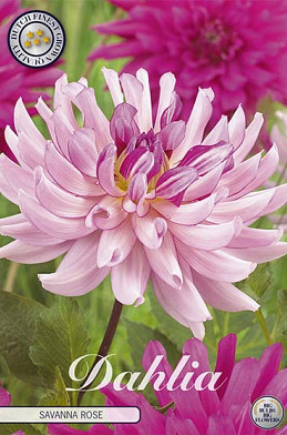 Dahlia Cactus Savanna Rose x 1 I .