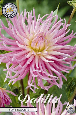 Dahlia Cactus Star's Favourite x 1 I .