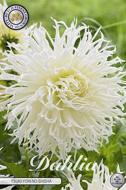 Dahlia Cactus Tsuki no Shisha x 1 I .