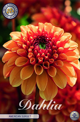 Dahlia Deco. American Sunset x1 I .