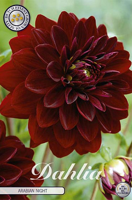 Dahlia Deco. Arabian Night x 1 I .