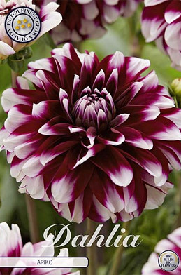 Dahlia Deco. Ariko 9707 x1 I