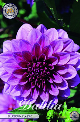 Dahlia Deco. Blueberry Classic x1 I .