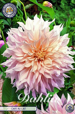 Dahlia Deco. Cafe au Lait x 1 I .