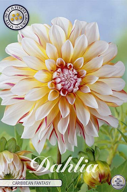 Dahlia Deco. Caribbean fantasy x 1 I .