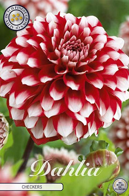 Dahlia Deco. Checkers x 1 I .