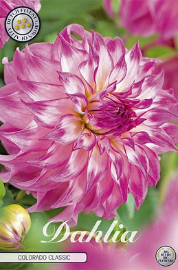 Dahlia Deco. Colorado Classic x 1 I .