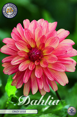 Dahlia Deco. Crazy legs x1 I .