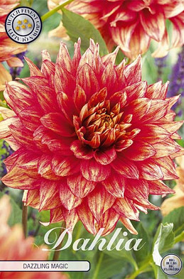 Dahlia Deco. Dazzling Magic x 1 I .