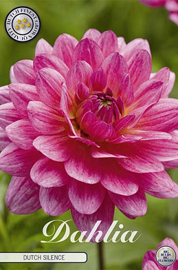 Dahlia Deco. Dutch Silence x 1 I .