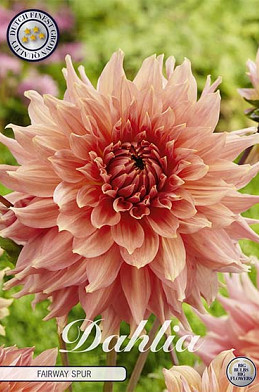 Dahlia Deco. Fairway Spur x1 I