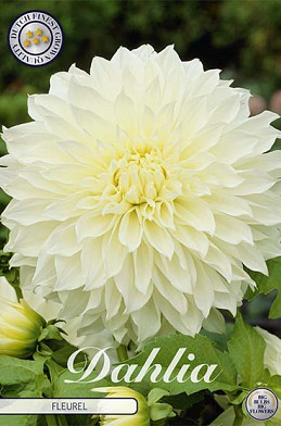 Dahlia Deco. Fleurel x 1 I .