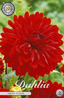 Dahlia Deco. Garden Wonder x 1 I .