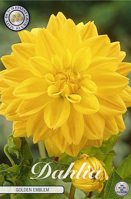 Dahlia Deco. Golden Emblem x 1 I .