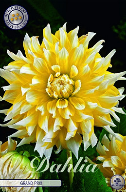 Dahlia Deco. Grand Prix x1 I .