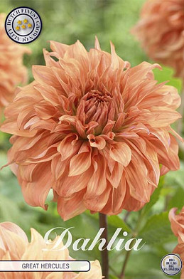 Dahlia Deco. Great Hercules x1 I