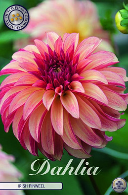 Dahlia Deco. Irish Pinweel x1 I .