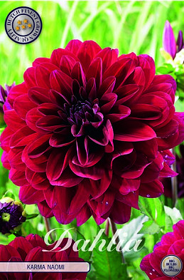 Dahlia Deco. Karma Naomi x1 I .