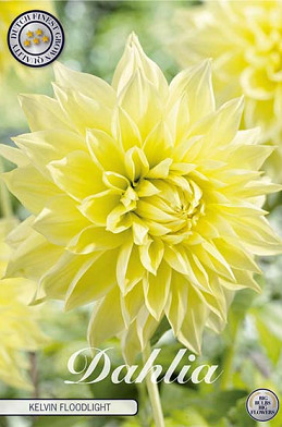 Dahlia Deco. Kelvin Floodlight x1 I