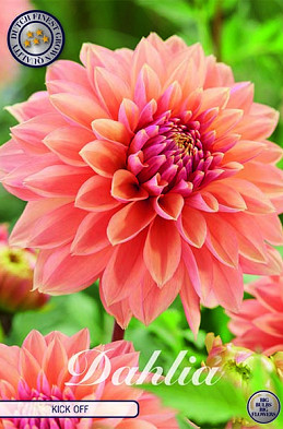 Dahlia Deco. Kick Off x1 I .