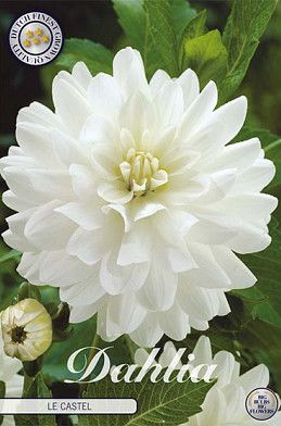 Dahlia Deco. Le Castle x 1 I .