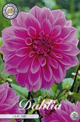 Dahlia Deco. Lilac Time x 1 I .