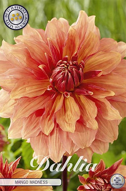 Dahlia Deco. Mango Madness x1 I