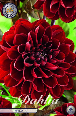 Dahlia Deco. Manoa x1 I .