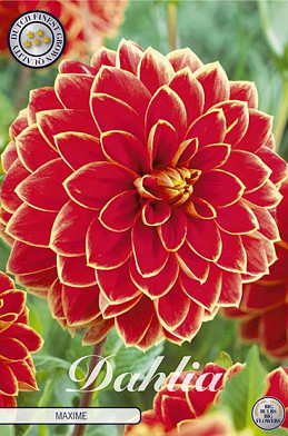 Dahlia Deco. Maxime x1 I