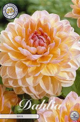 Dahlia Deco. Maya x 1 I .