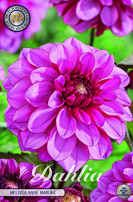 Dahlia Deco. Melissa Anne Marijke x1 I .